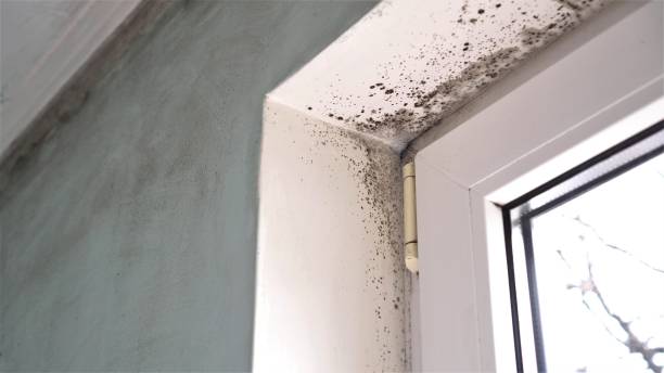 Best Professional Mold Removal  in Apple Mountain Lake, VA