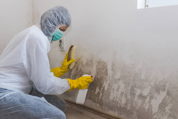 Best Local Mold Removal Service  in Apple Mountain Lake, VA