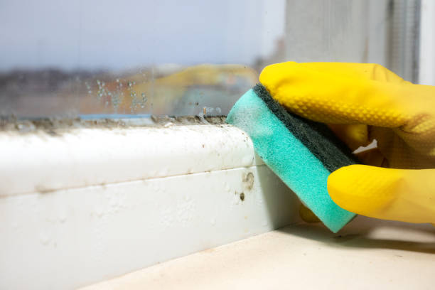 Best Office Mold Removal Services  in Apple Mountain Lake, VA