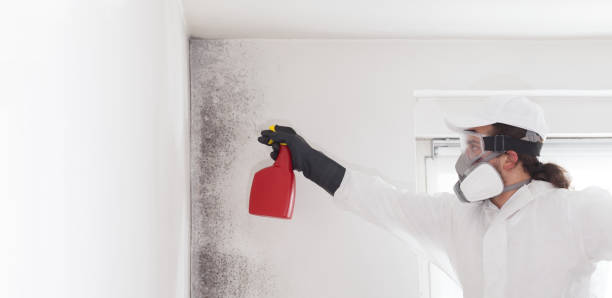 Best Mold Removal Company Near Me  in Apple Mountain Lake, VA